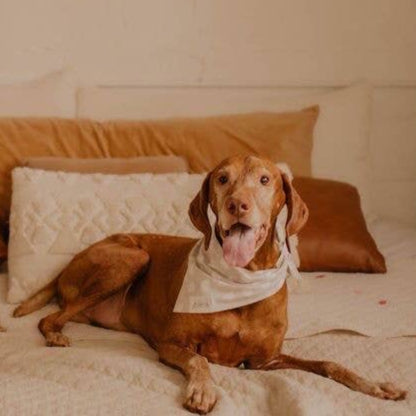 Adie Dog Bandana