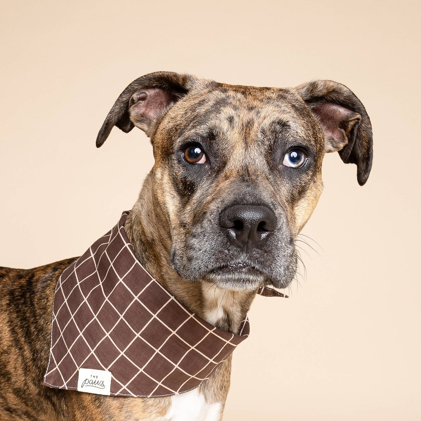 Stratford Dog Bandana