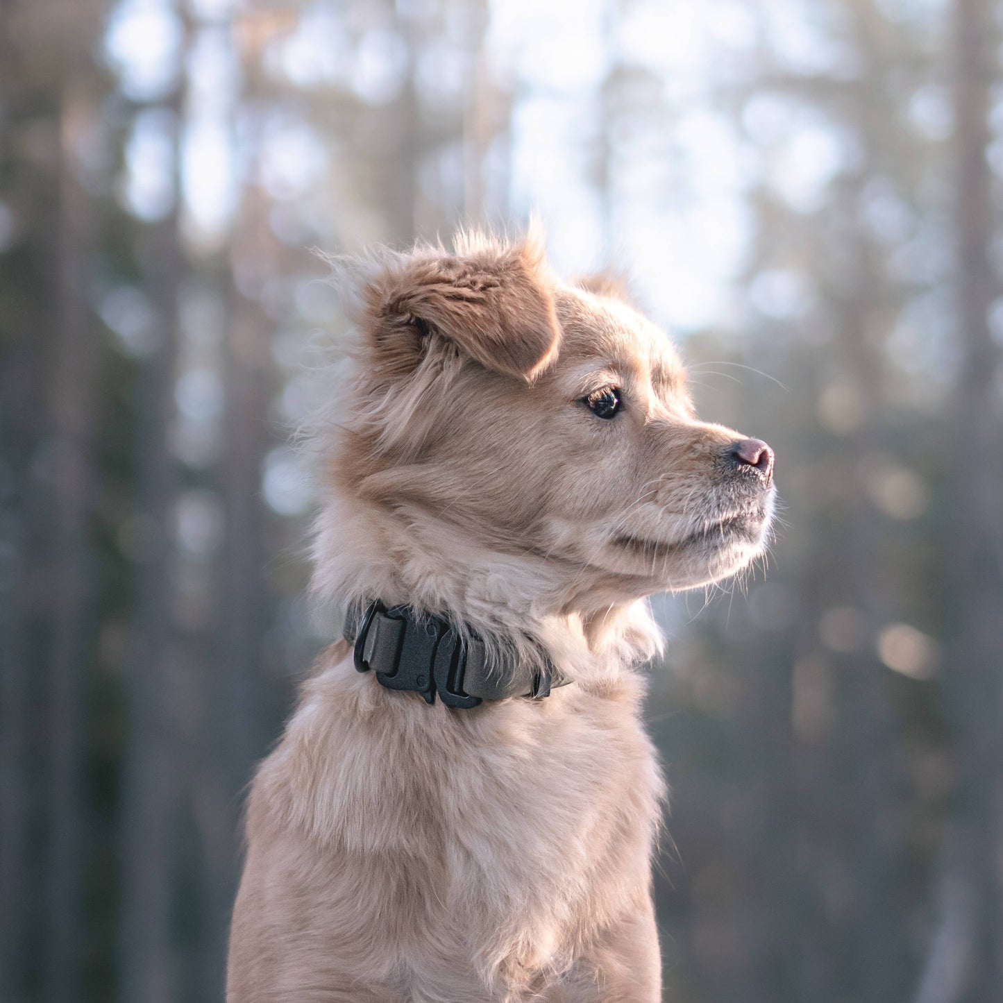 AVA DOG COLLAR: Beige