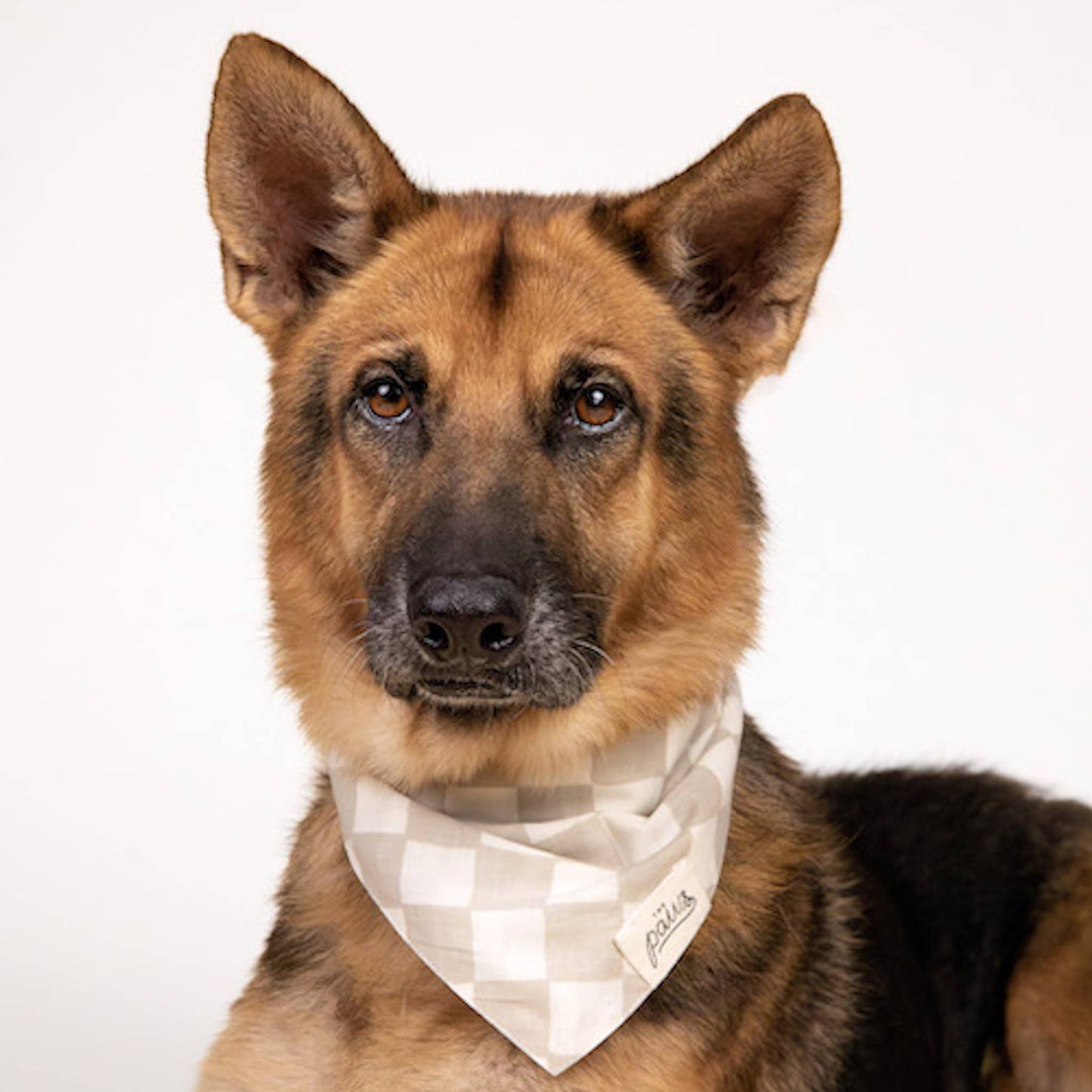 Checkers Dog Bandana