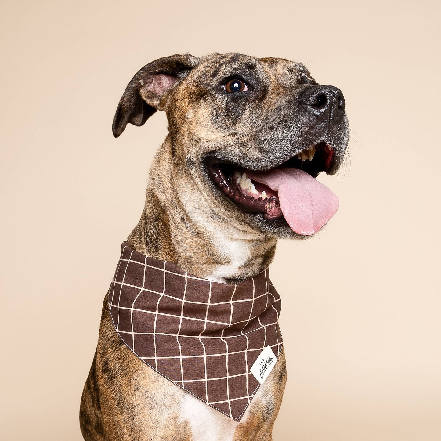 Stratford Dog Bandana
