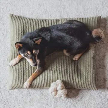 Lambwolf Nou Squeakers//Enrichment Dog Toy