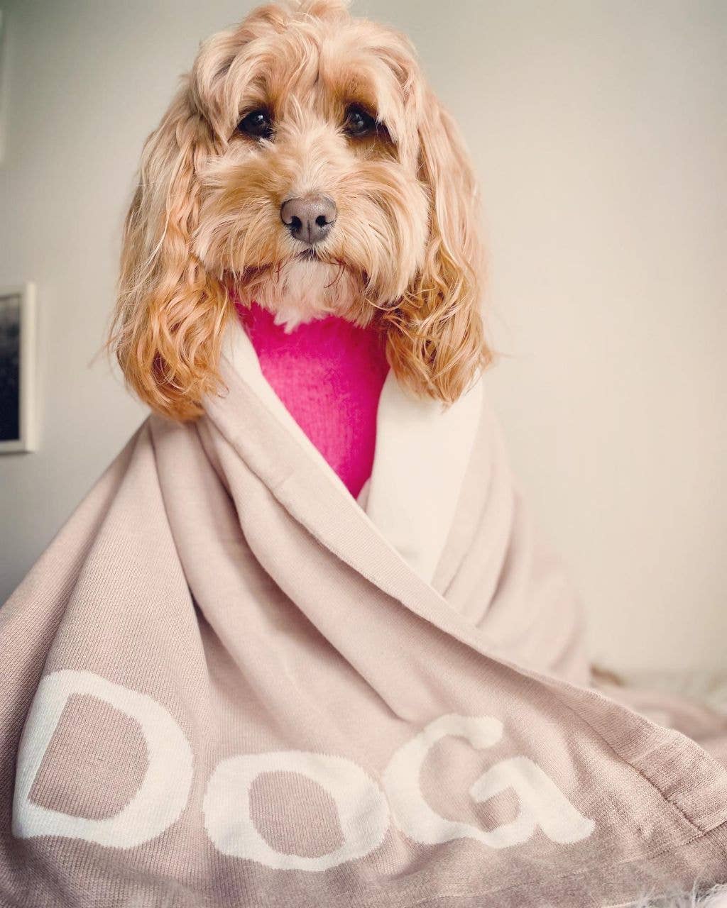 Dog Cozy Blanket