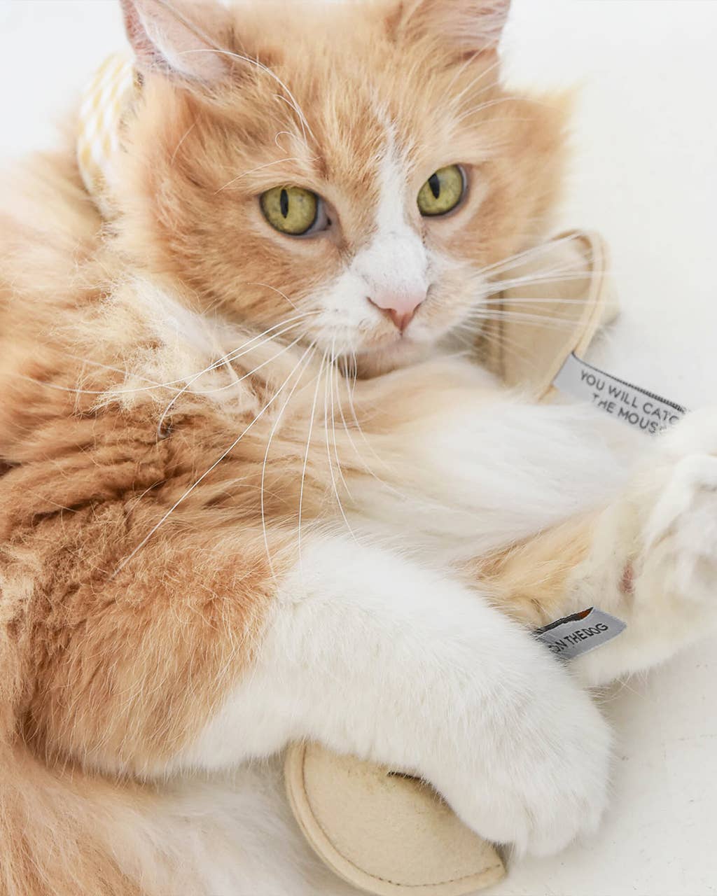 KITTY FORTUNE COOKIE