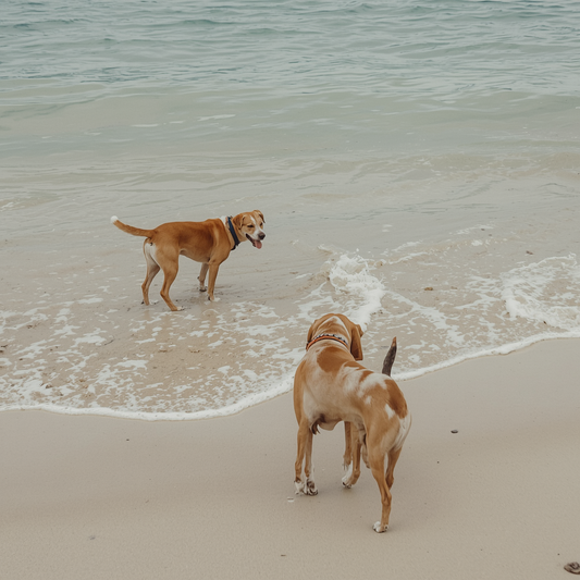 Summer Adventures with Your Pet: The Essentials You Need This Season