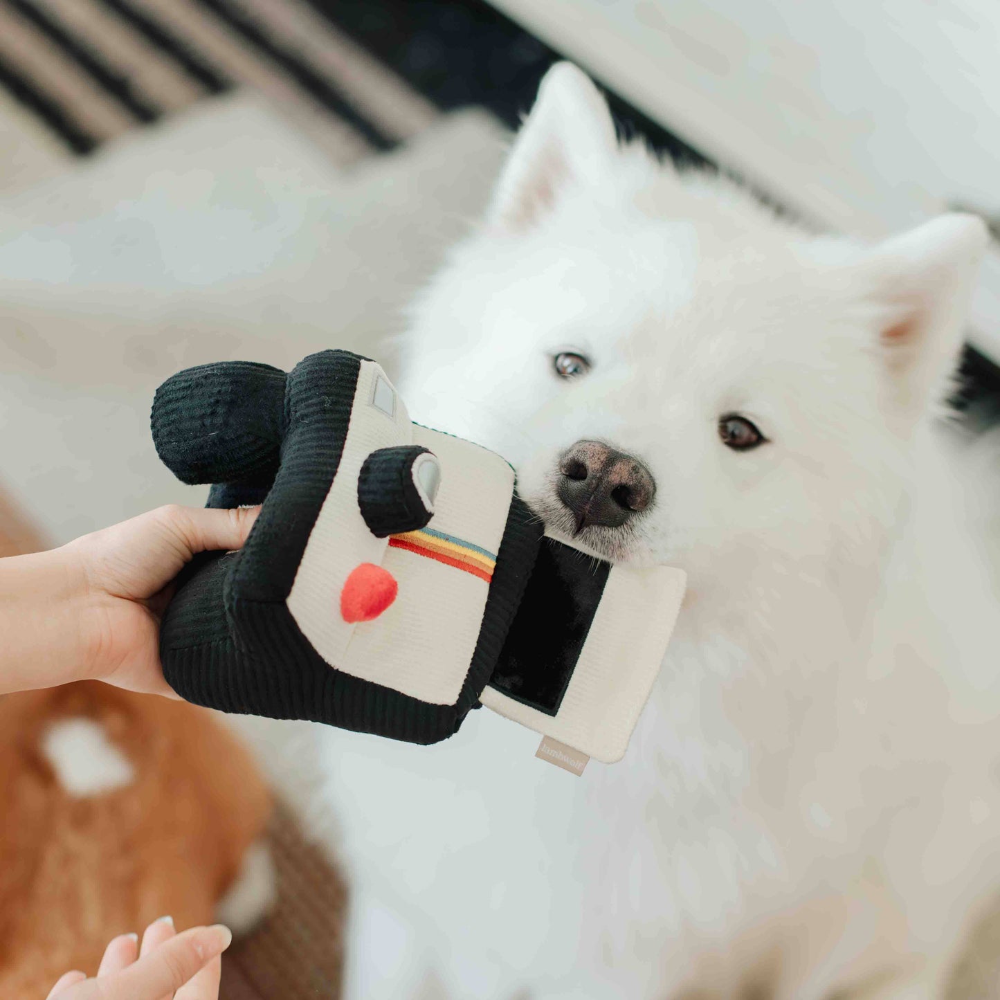 INSTANT CAMERA // ENRICHMENT DOG TOY // SNUFFLE TOY