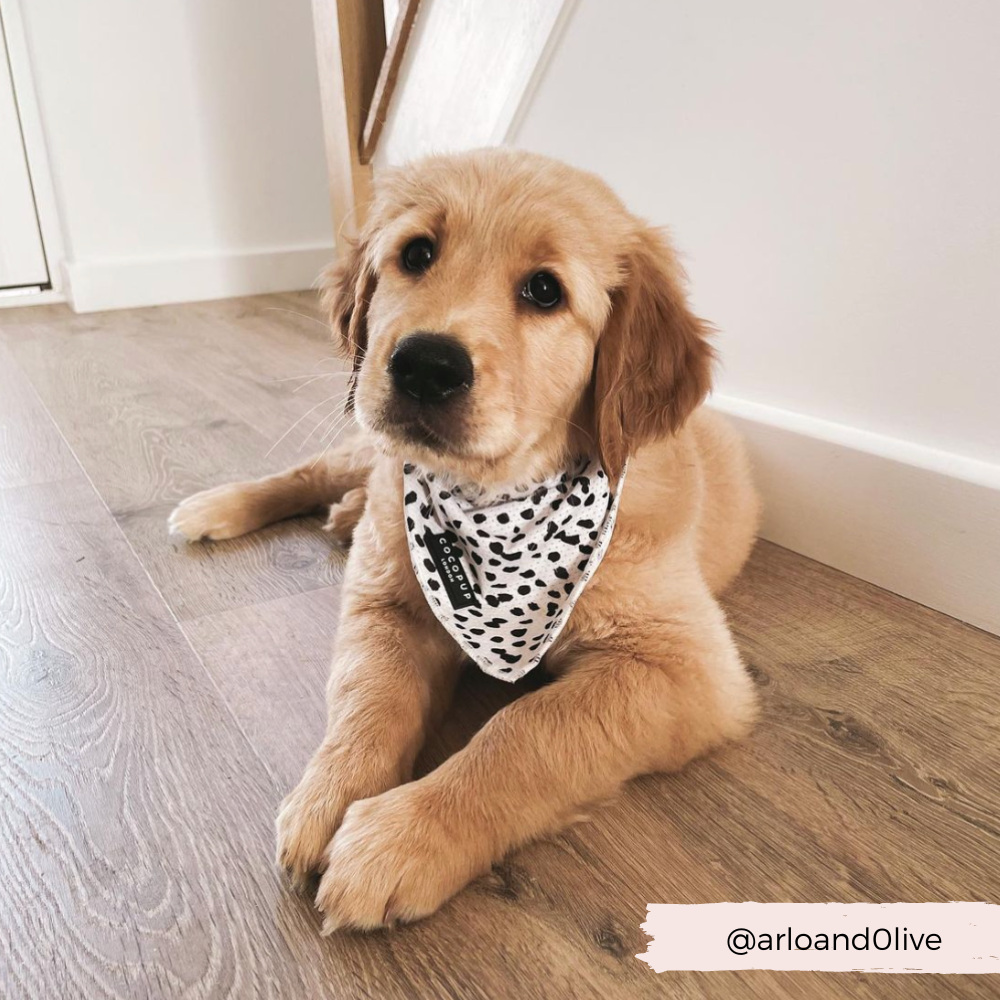 Monochrome Spots Bandana