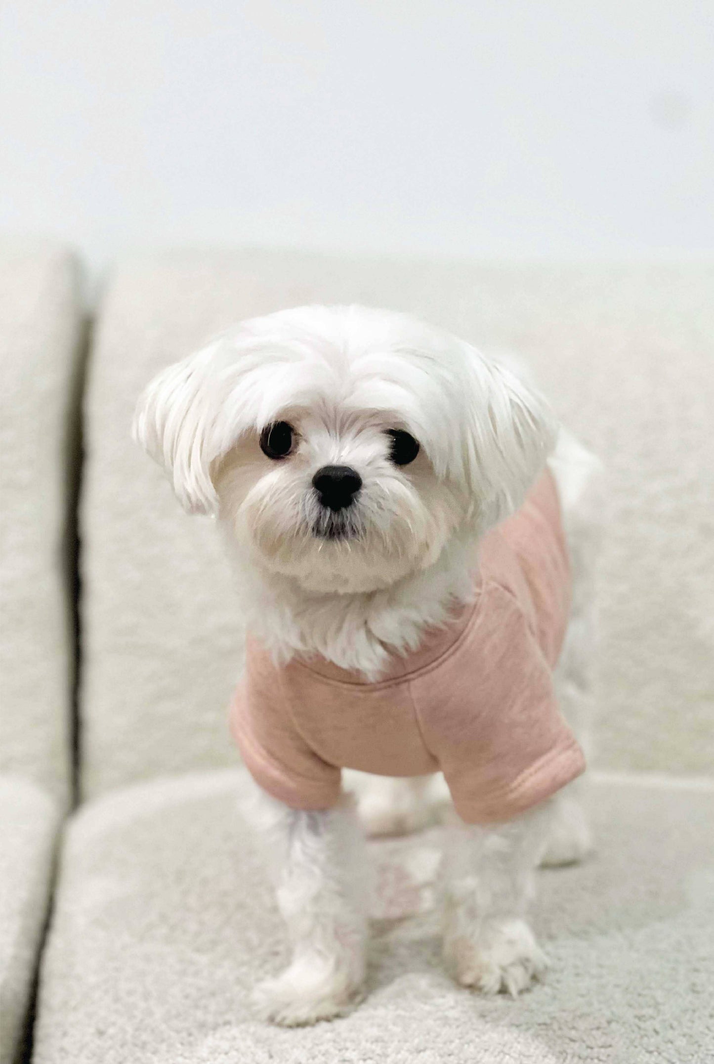 LOCAL Pet Graphic Sweatshirt: HEATHER DUST / L