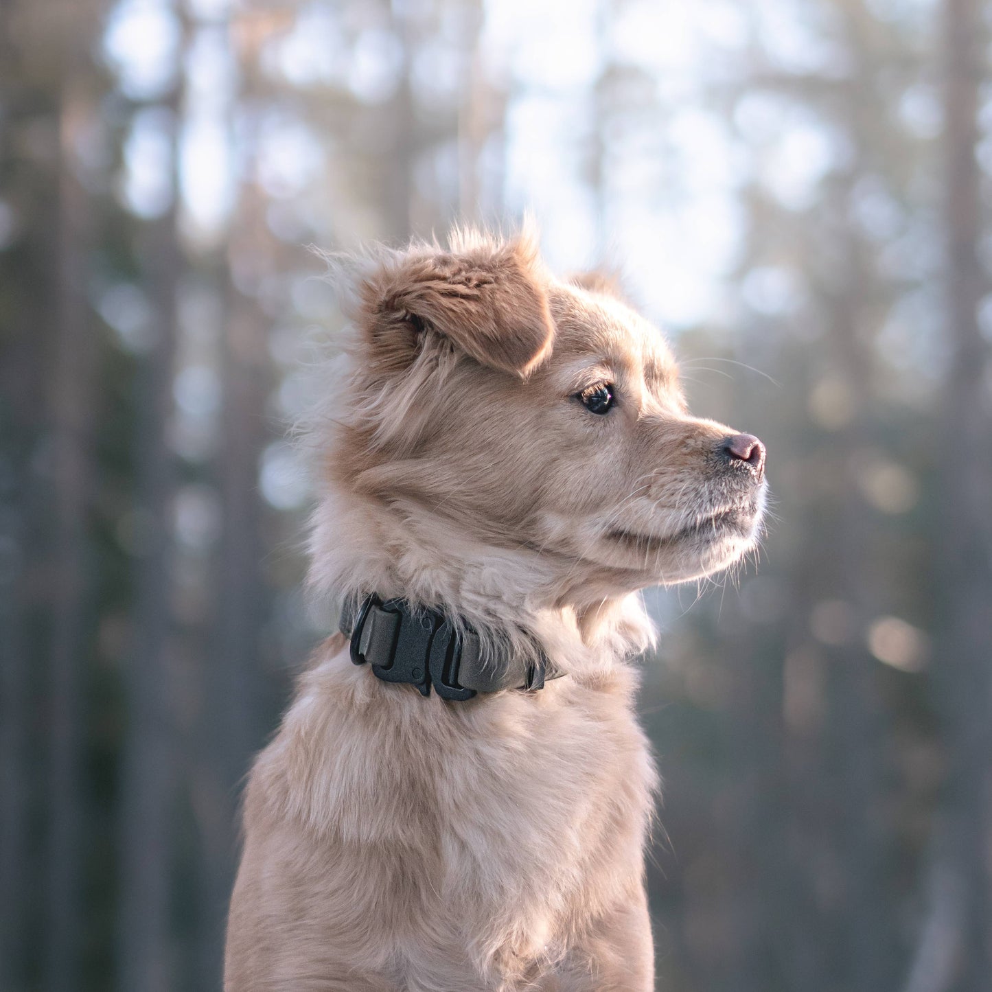 AVA DOG COLLAR: Beige