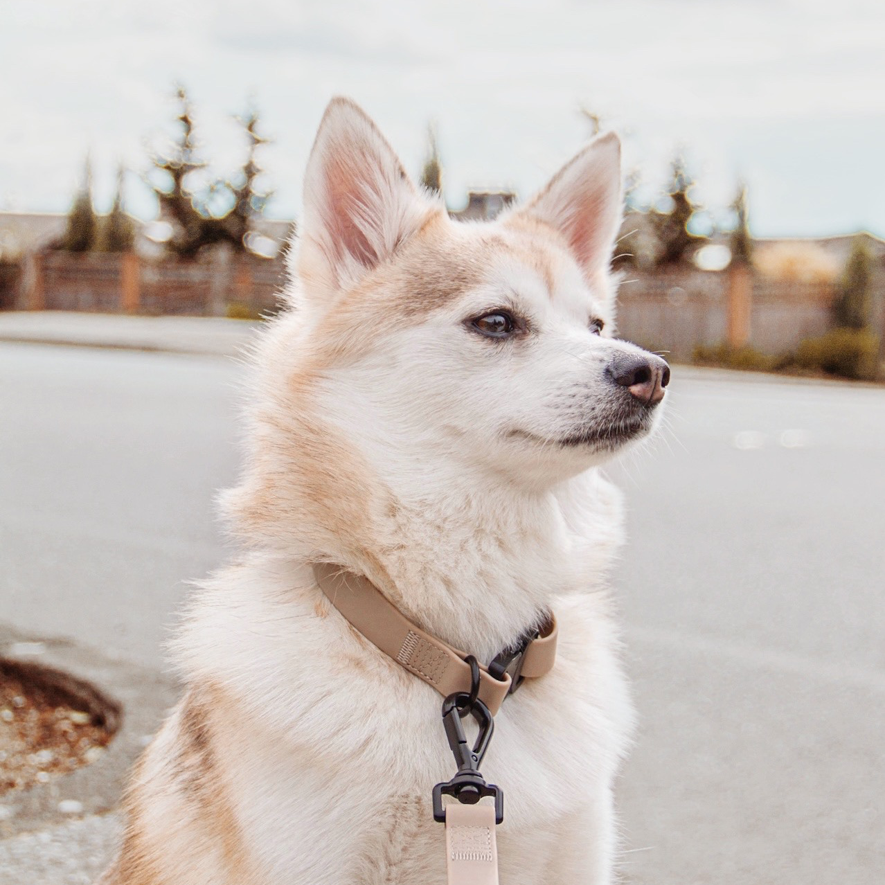 AVA DOG COLLAR: Beige