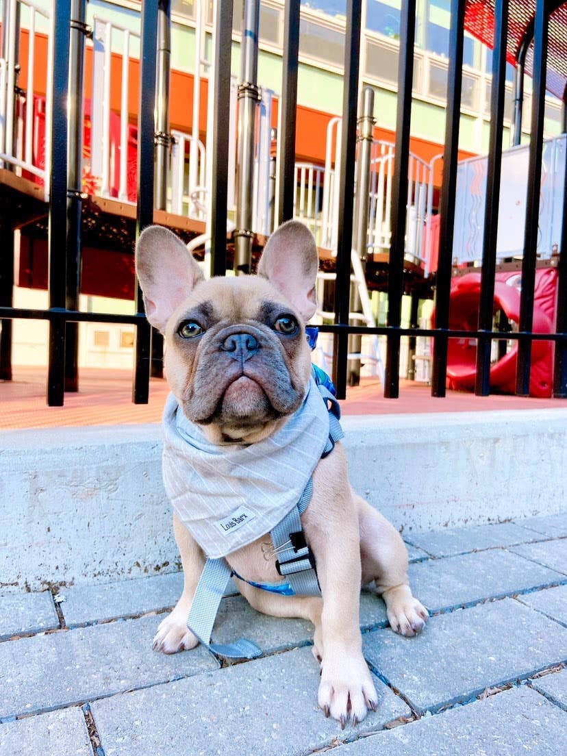 Gray Striped Dog Bandana