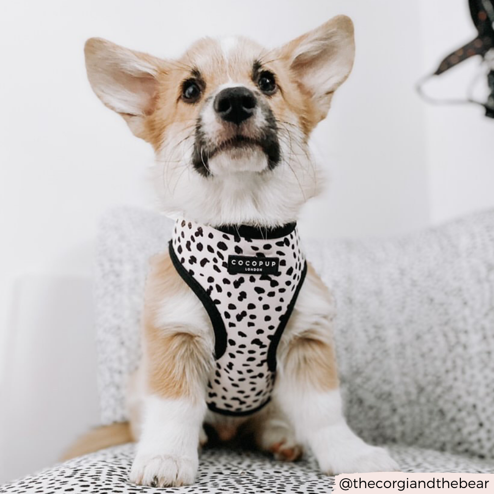 Monochrome Spots Adjustable Neck Harness