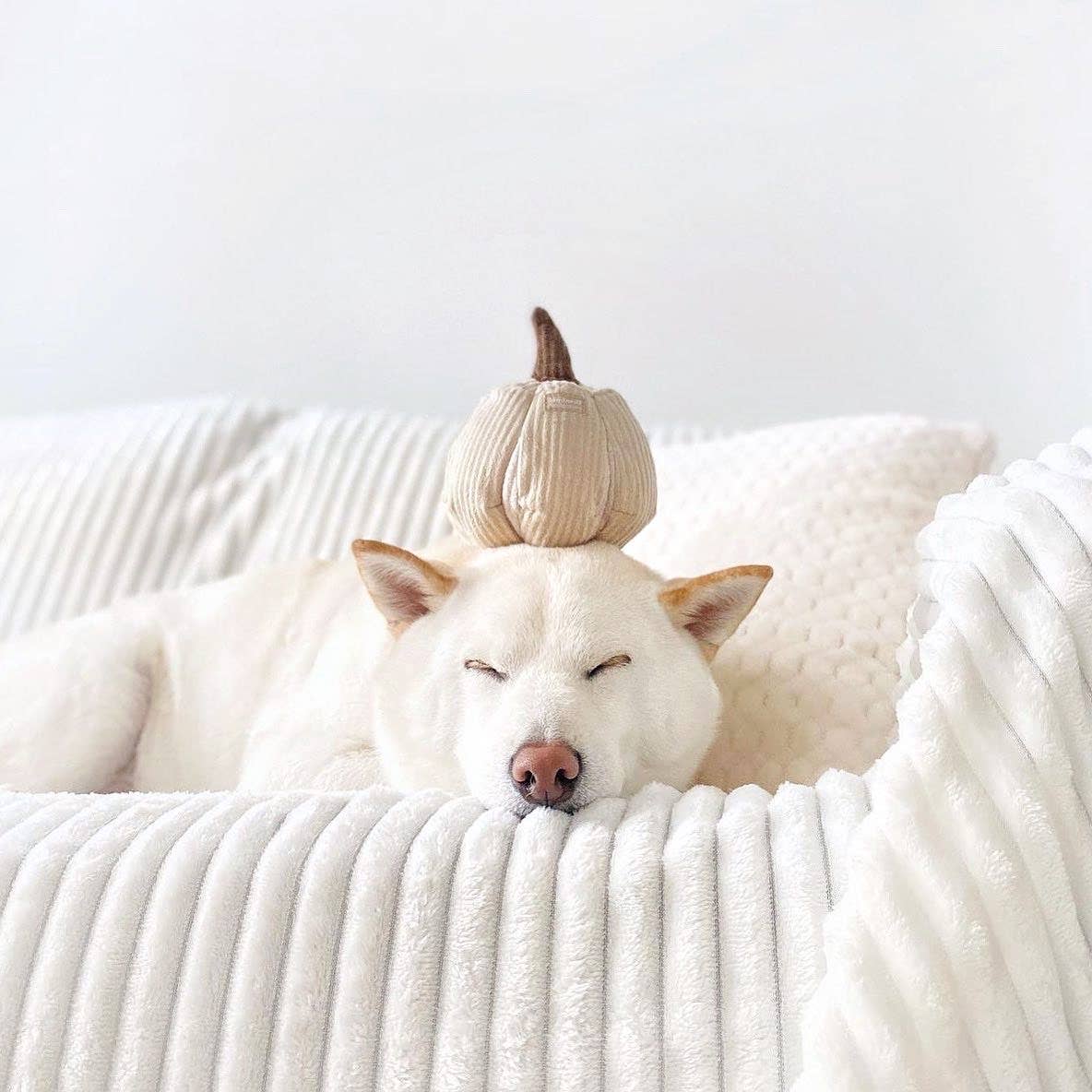 BOO // ENRICHMENT DOG TOY // SNUFFLE : Silent