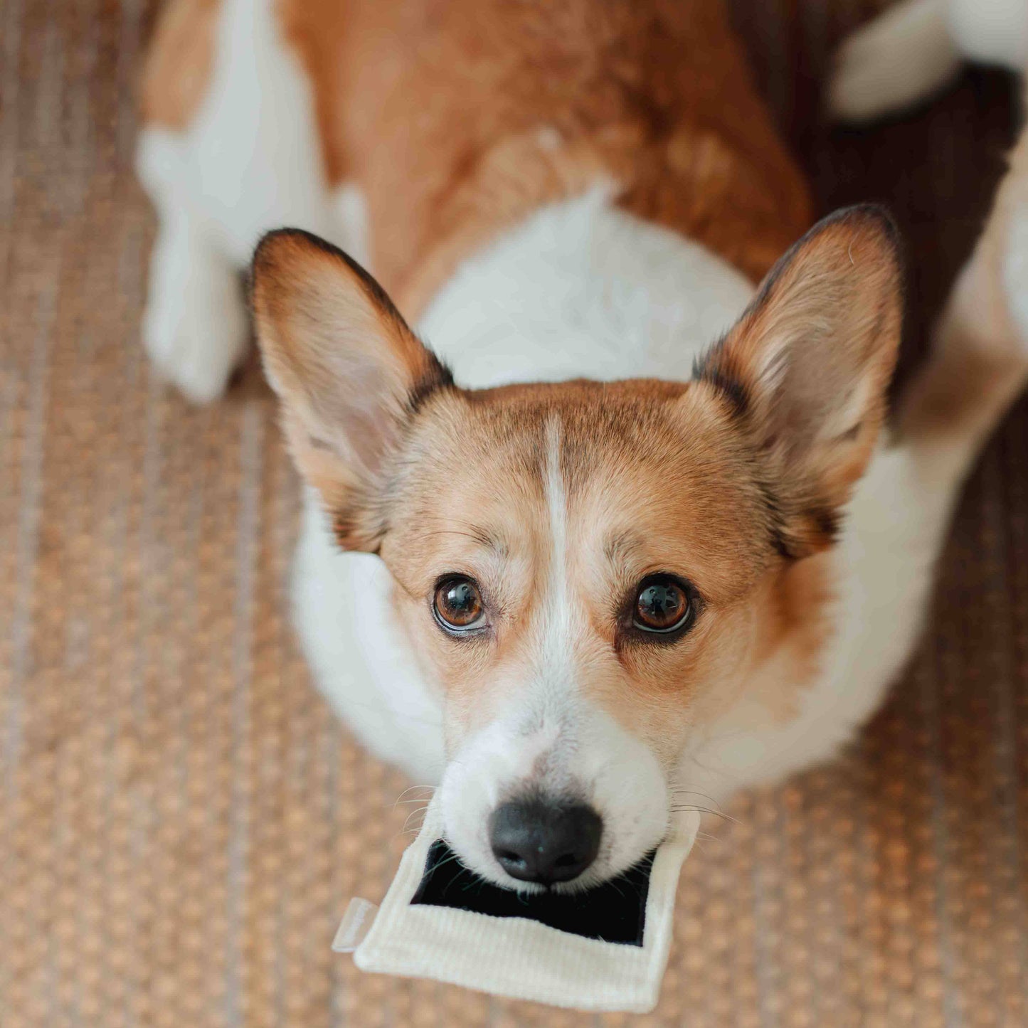INSTANT CAMERA // ENRICHMENT DOG TOY // SNUFFLE TOY