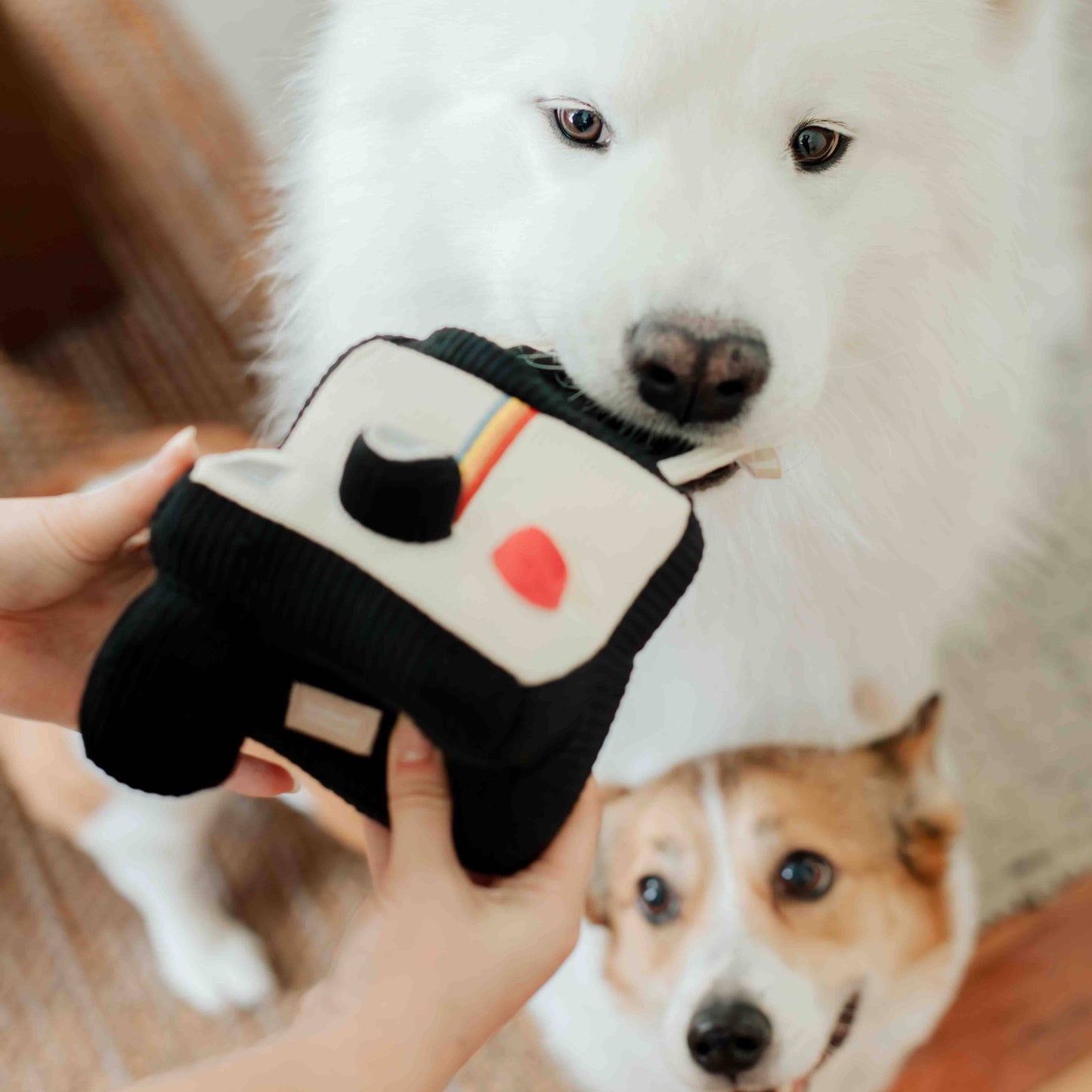 INSTANT CAMERA // ENRICHMENT DOG TOY // SNUFFLE TOY