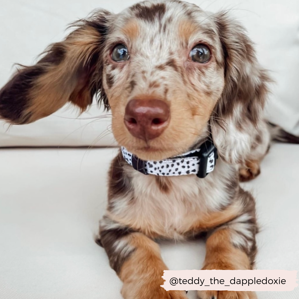 Monochrome Spots Collar