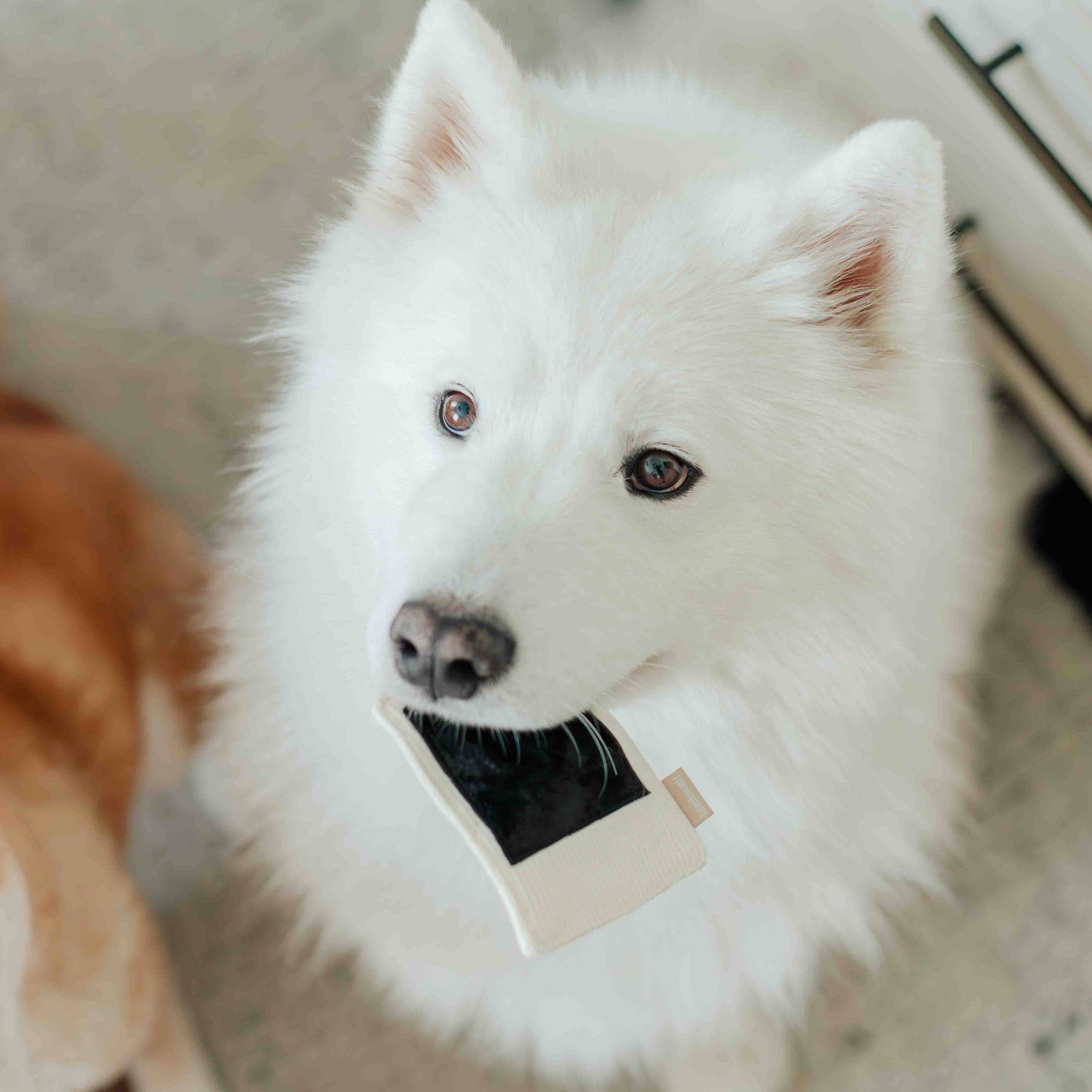 INSTANT CAMERA // ENRICHMENT DOG TOY // SNUFFLE TOY