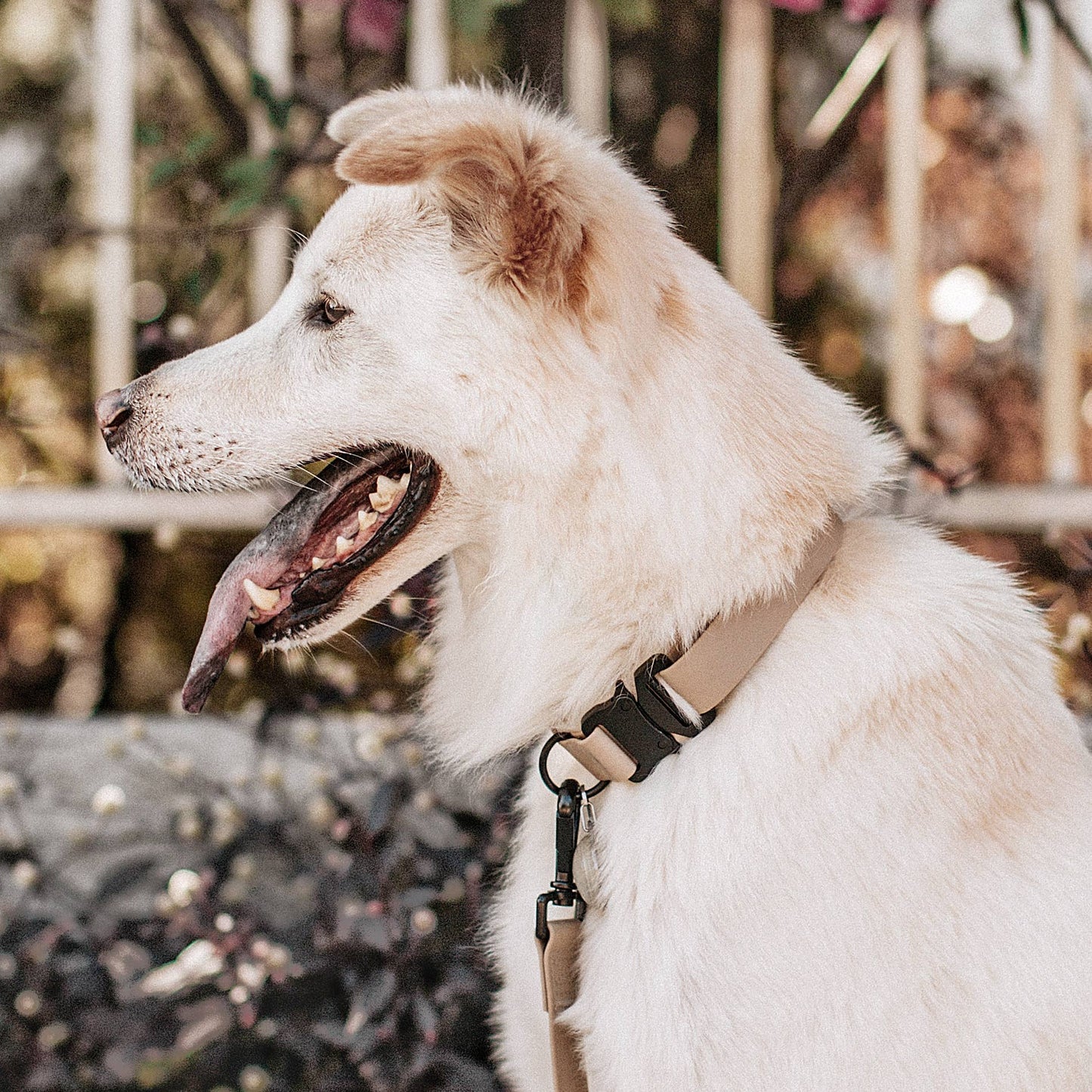 AVA DOG COLLAR: Beige